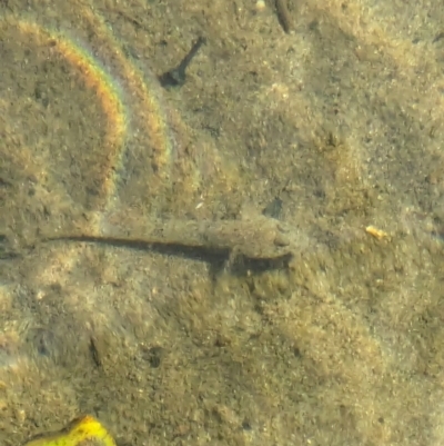 Unverified Fish at Jervis Bay Marine Park - 21 Jan 2024 by AniseStar
