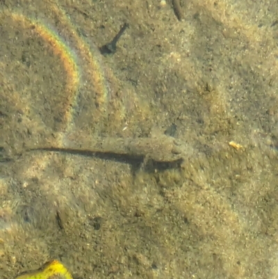 Unidentified Fish at Woollamia, NSW - 20 Jan 2024 by AniseStar