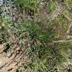 Tragus australianus (Small Burrgrass) at Weston, ACT - 21 Jan 2024 by SteveBorkowskis