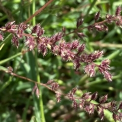 Tragus australianus at Molonglo River Reserve - 22 Jan 2024