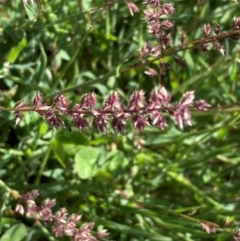 Tragus australianus at Molonglo River Reserve - 22 Jan 2024