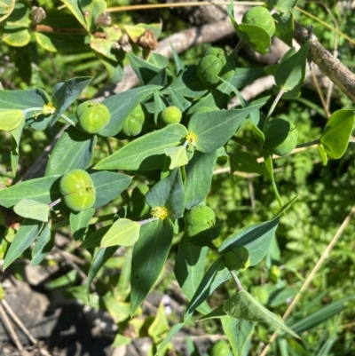 Euphorbia lathyris (Caper Spurge) at Molonglo River Reserve - 22 Jan 2024 by SteveBorkowskis