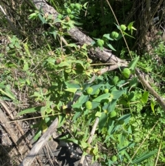 Euphorbia lathyris at Molonglo River Reserve - 22 Jan 2024