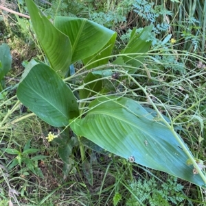 Canna indica at Molonglo River Reserve - 22 Jan 2024