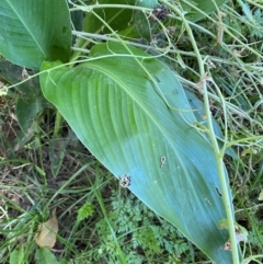 Canna indica at Molonglo River Reserve - 22 Jan 2024