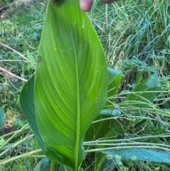 Canna indica at Molonglo River Reserve - 22 Jan 2024