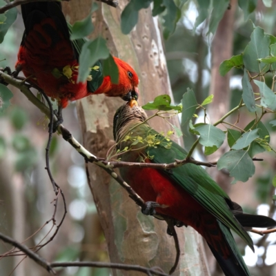 Alisterus scapularis (Australian King-Parrot) at Cantor Crescent Woodland, Higgins - 22 Jan 2024 by Untidy