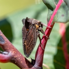 Ceraon sp. (genus) (2-horned tree hopper) at Penrose - 21 Jan 2024 by Aussiegall