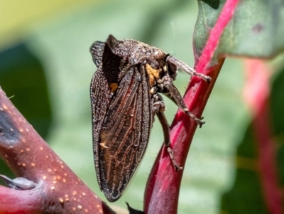 Ceraon sp. (genus) (2-horned tree hopper) at Penrose - 21 Jan 2024 by Aussiegall