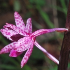 Dipodium punctatum (Blotched Hyacinth Orchid) at East Jindabyne, NSW - 19 Jan 2024 by Harrisi