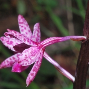 Dipodium punctatum at East Jindabyne, NSW - suppressed