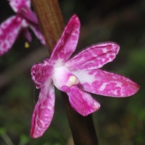 Dipodium punctatum at East Jindabyne, NSW - suppressed