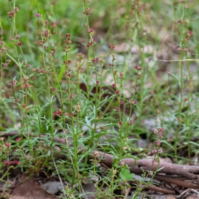 Haloragis heterophylla (Variable Raspwort) at Cantor Crescent Woodland, Higgins - 22 Jan 2024 by Untidy