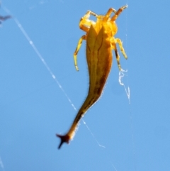 Arachnura higginsi (Scorpion-tailed Spider) at Penrose, NSW - 21 Jan 2024 by Aussiegall
