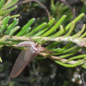 Ephemeroptera (order) at Kosciuszko National Park - 19 Jan 2024