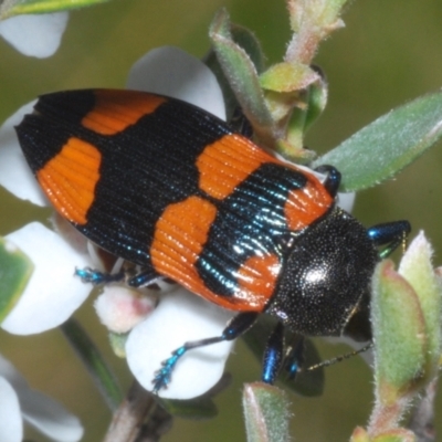 Castiarina thomsoni (A jewel beetle) at Wilsons Valley, NSW - 19 Jan 2024 by Harrisi
