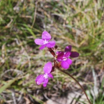 Stylidium sp. (Trigger Plant) at Wilsons Valley, NSW - 19 Jan 2024 by Harrisi