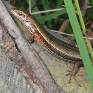 Pseudemoia entrecasteauxii at Kosciuszko National Park - 19 Jan 2024