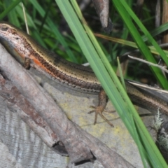 Pseudemoia entrecasteauxii at Kosciuszko National Park - 19 Jan 2024