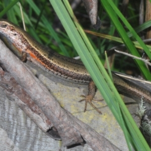 Pseudemoia entrecasteauxii at Kosciuszko National Park - 19 Jan 2024