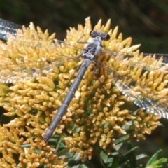 Griseargiolestes intermedius (Alpine Flatwing) at Wilsons Valley, NSW - 19 Jan 2024 by Harrisi