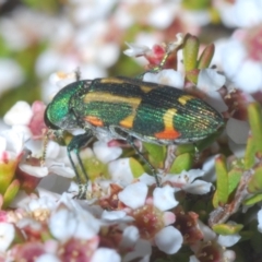Castiarina flavoviridis (A jewel beetle) at Kosciuszko National Park - 19 Jan 2024 by Harrisi
