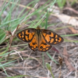 Heteronympha penelope at Higgins Woodland - 20 Jan 2024