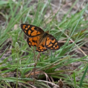 Heteronympha penelope at Higgins Woodland - 20 Jan 2024 11:15 AM