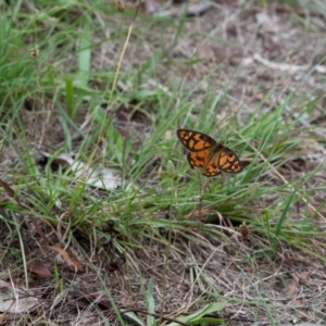 Heteronympha penelope at Higgins Woodland - 20 Jan 2024