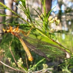 Nymphes myrmeleonoides (Blue eyes lacewing) at Penrose - 21 Jan 2024 by Aussiegall