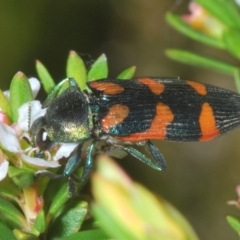 Castiarina helmsi (A jewel beetle) at Kosciuszko National Park - 19 Jan 2024 by Harrisi