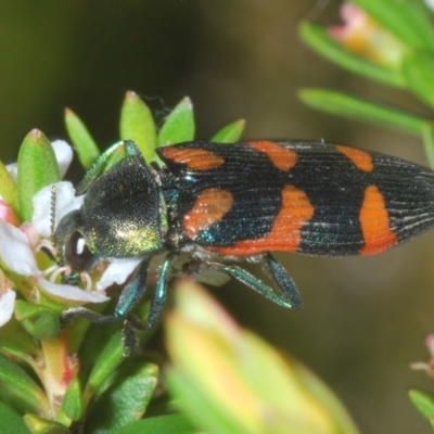 Castiarina helmsi (A jewel beetle) at Smiggin Holes, NSW - 19 Jan 2024 by Harrisi
