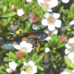 Castiarina helmsi at Kosciuszko National Park - 19 Jan 2024 05:45 PM