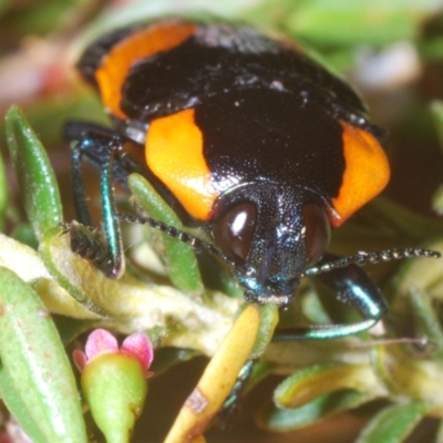 Castiarina erythromelas (Jewel beetle) at Kosciuszko National Park - 19 Jan 2024 by Harrisi