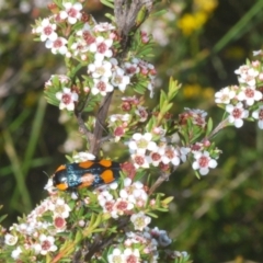 Castiarina erythromelas at Kosciuszko National Park - 20 Jan 2024