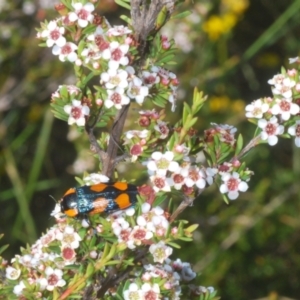 Castiarina erythromelas at Kosciuszko National Park - 20 Jan 2024