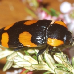 Castiarina erythromelas at Kosciuszko National Park - 20 Jan 2024