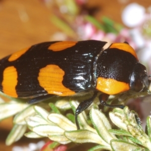 Castiarina erythromelas at Kosciuszko National Park - 20 Jan 2024 08:50 AM