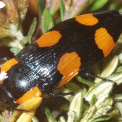 Castiarina erythromelas at Kosciuszko National Park - 20 Jan 2024 08:50 AM