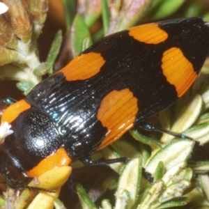 Castiarina erythromelas at Kosciuszko National Park - 20 Jan 2024 08:50 AM