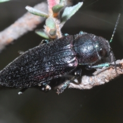 Neobuprestis frenchi (French's New Jewel beetle) at Wilsons Valley, NSW - 20 Jan 2024 by Harrisi