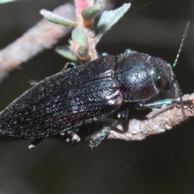 Neobuprestis frenchi (French's New Jewel beetle) at Wilsons Valley, NSW - 20 Jan 2024 by Harrisi