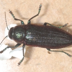 Neobuprestis frenchi at Kosciuszko National Park - 20 Jan 2024 11:50 PM