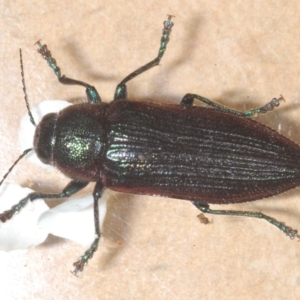 Neobuprestis frenchi at Kosciuszko National Park - 20 Jan 2024 11:50 PM