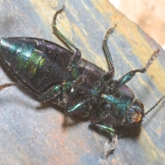 Neobuprestis frenchi at Kosciuszko National Park - 20 Jan 2024 11:50 PM