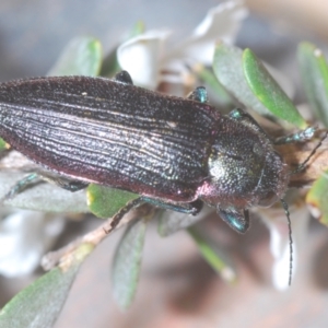 Neobuprestis frenchi at Kosciuszko National Park - 20 Jan 2024