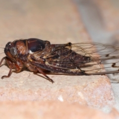 Aleeta curvicosta at Wellington Point, QLD - suppressed