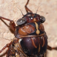 Aleeta curvicosta at Wellington Point, QLD - suppressed