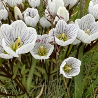 Gentianella muelleriana subsp. alpestris (Mueller's Snow-gentian) at Geehi, NSW - 20 Jan 2024 by JohnGiacon