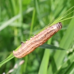 Lepidoptera unclassified IMMATURE moth at Lyons, ACT - 21 Jan 2024 by ran452